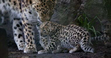 Leopardmor kysser sin unge